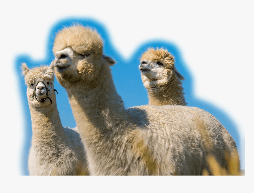 Alpacas, Alpaca Fiber - Arabian Camel, HD Png Download, Free Download