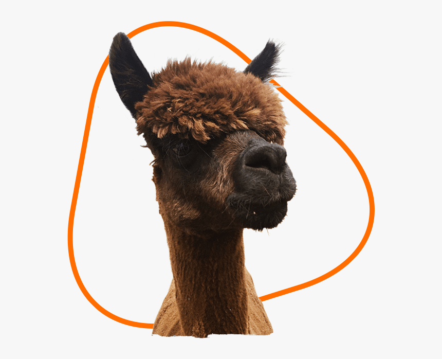 Alpaca, HD Png Download, Free Download