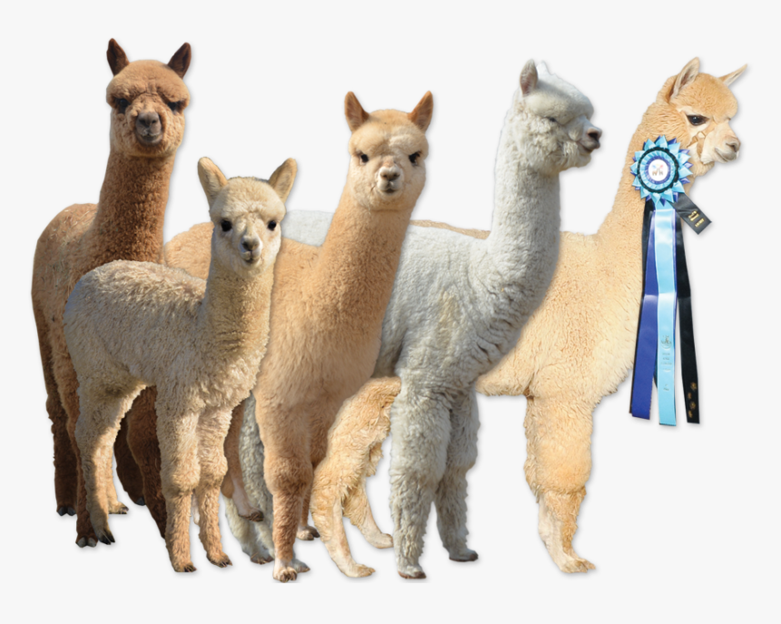Picture - Llama, HD Png Download, Free Download