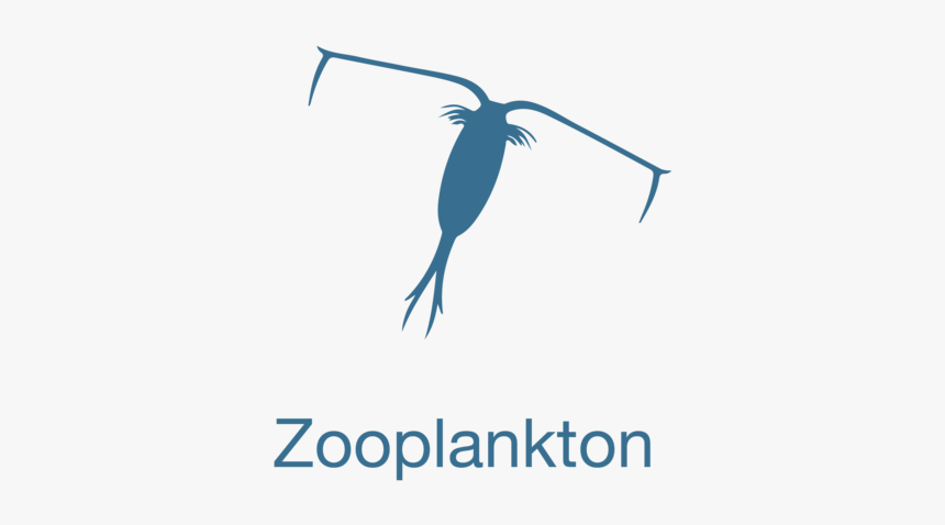 Zooplankton, HD Png Download, Free Download