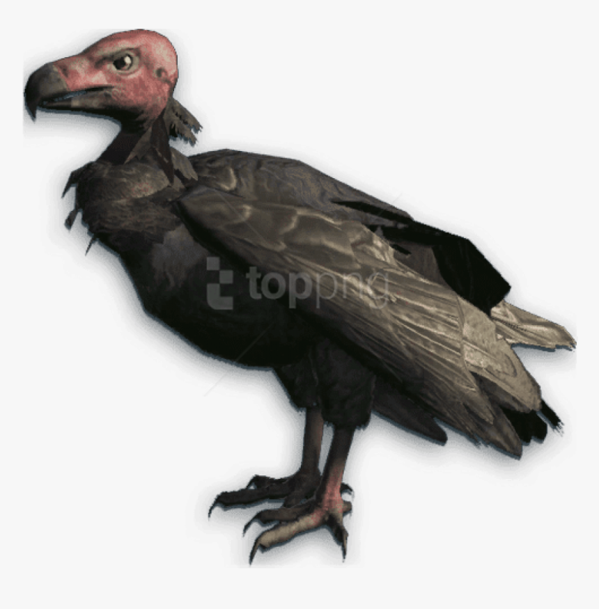 Condor, HD Png Download, Free Download