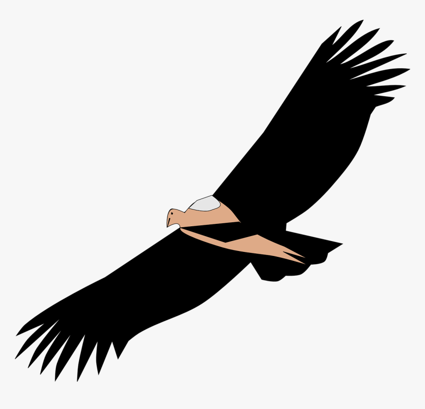 Vulture Png, Transparent Png, Free Download