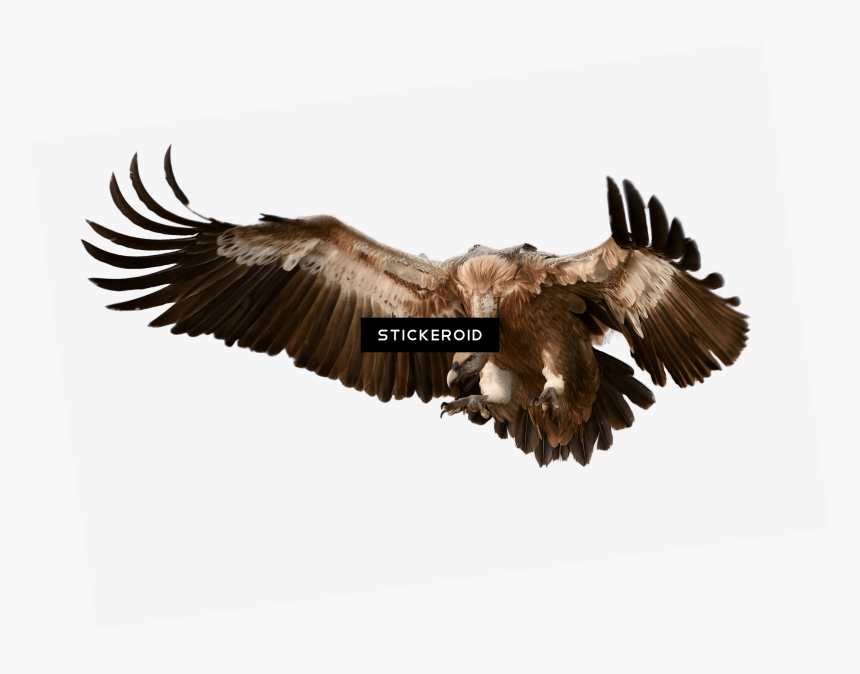 Vulture , Png Download, Transparent Png, Free Download