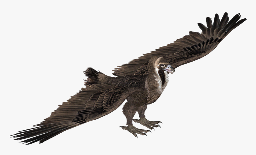 Eagle , Png Download, Transparent Png, Free Download