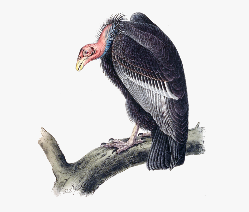 Vulture Png, Transparent Png, Free Download