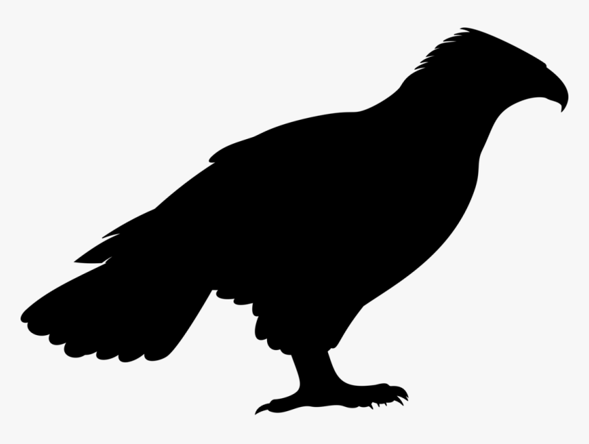 Vulture Png, Transparent Png, Free Download