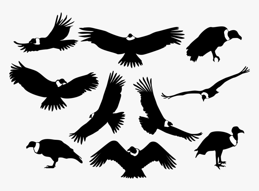 Picture Royalty Free Download Bird Of Prey Silhouette, HD Png Download, Free Download