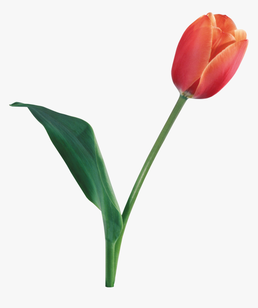 Tulip Png, Transparent Png, Free Download