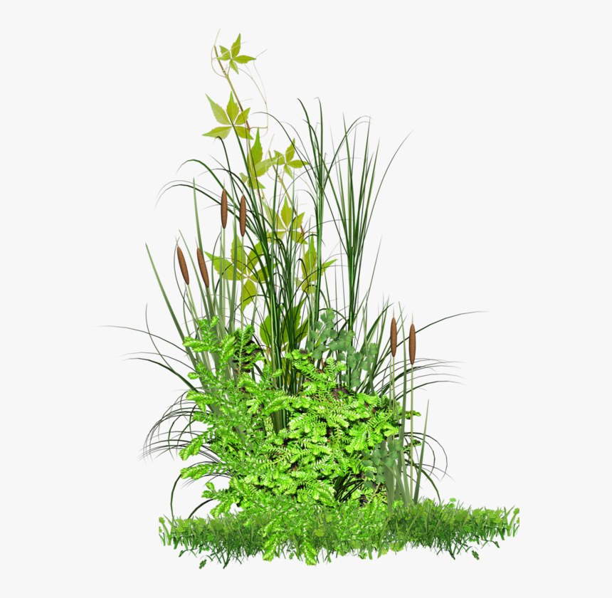 Vegetation Png - Végétation Png, Transparent Png, Free Download