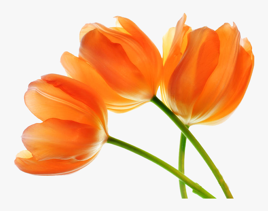 Tulip Png Images, Transparent Png, Free Download