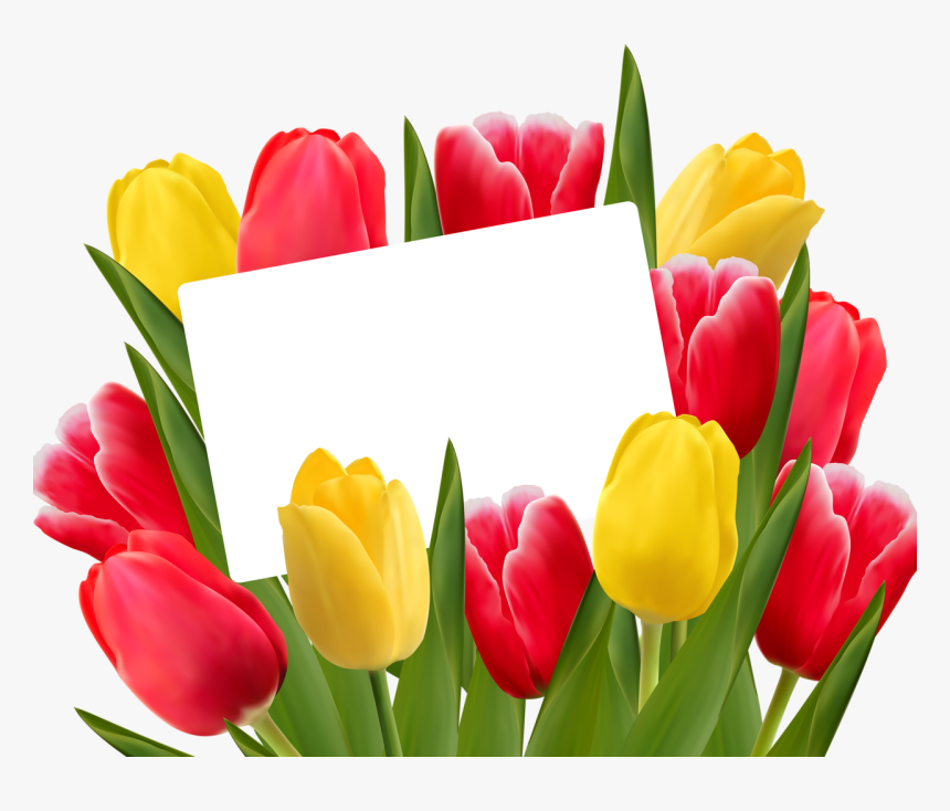 Transparent Tulips Clipart, HD Png Download, Free Download