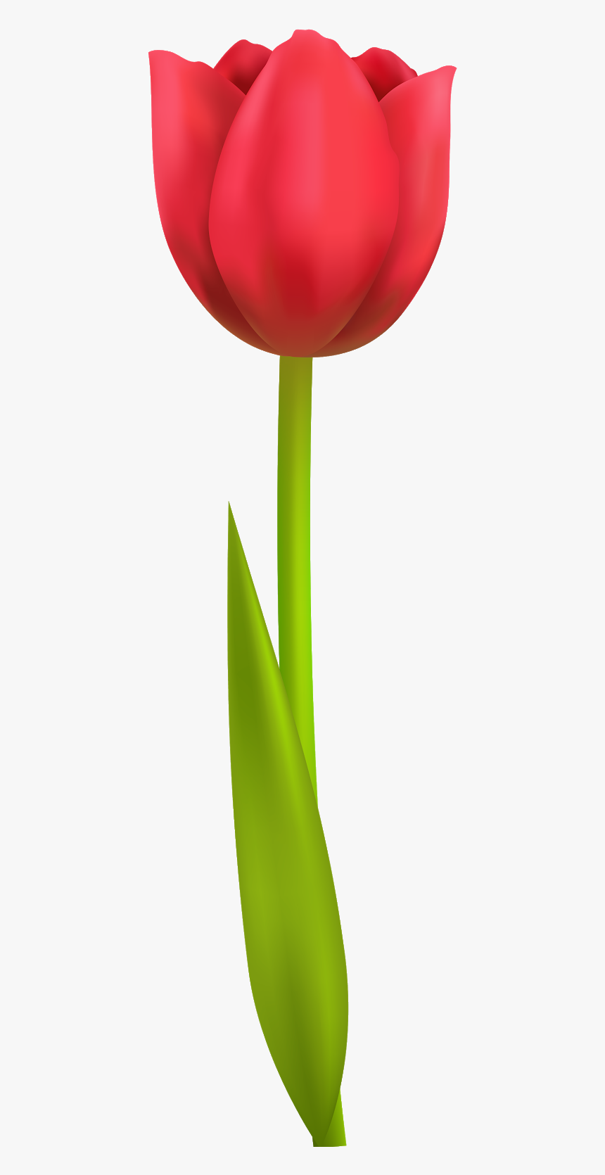 Tulip Png, Transparent Png, Free Download