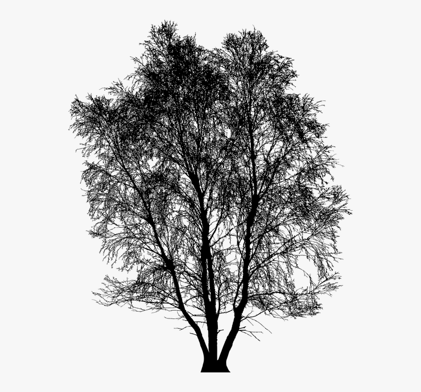 Tree, Winter, Silhouette, Vegetation, Branches, Nature, HD Png Download, Free Download