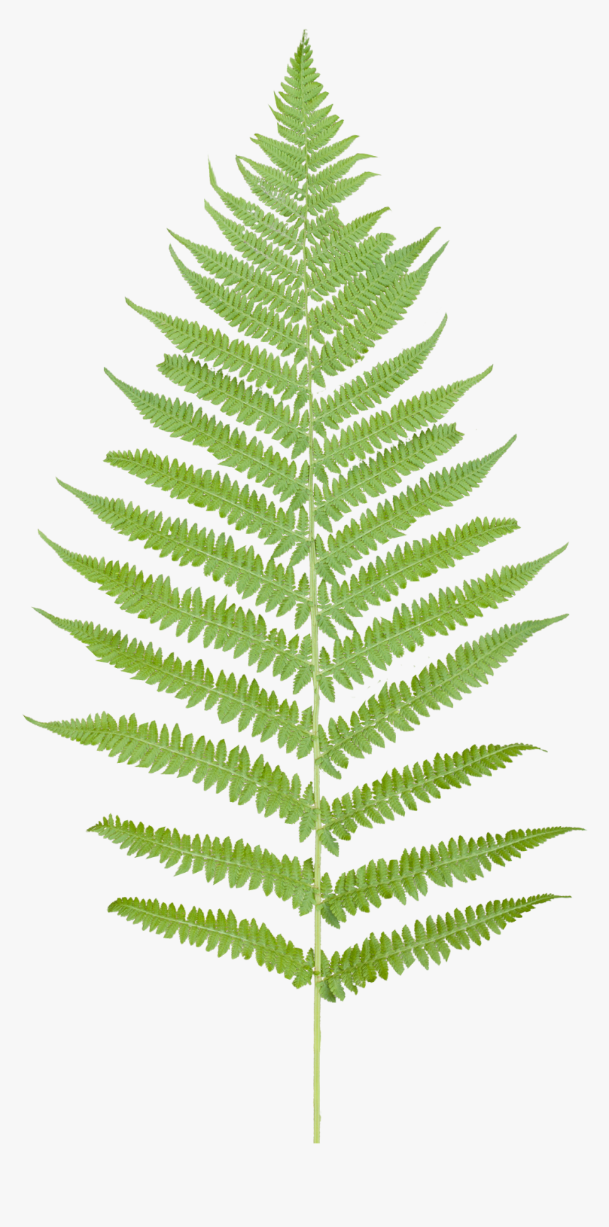 Vegetation Fern 08, HD Png Download, Free Download