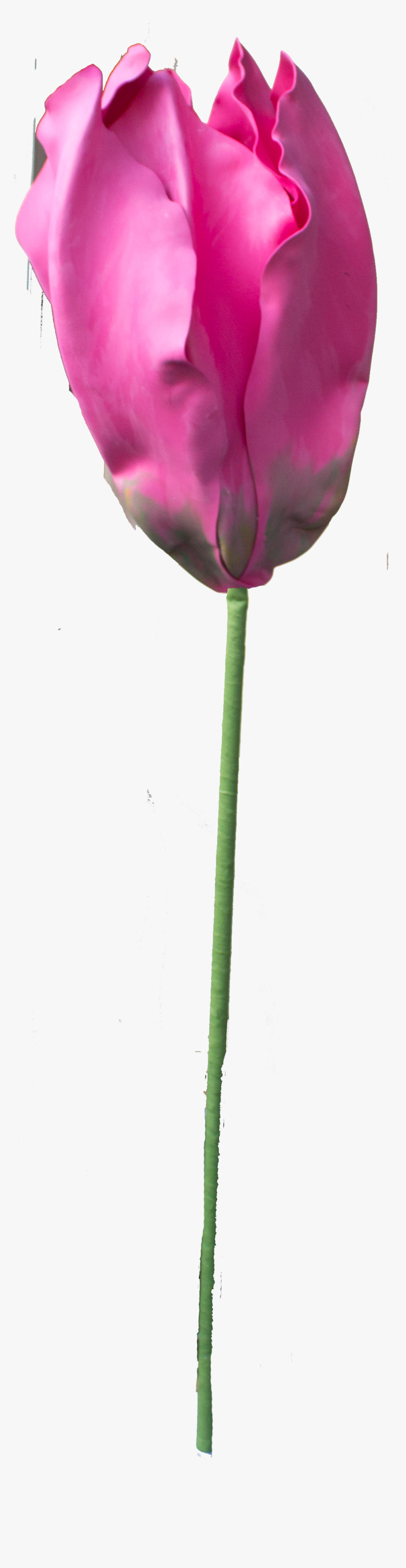 Tulip Png, Transparent Png, Free Download