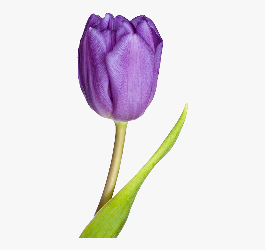 Tulip Png, Transparent Png, Free Download