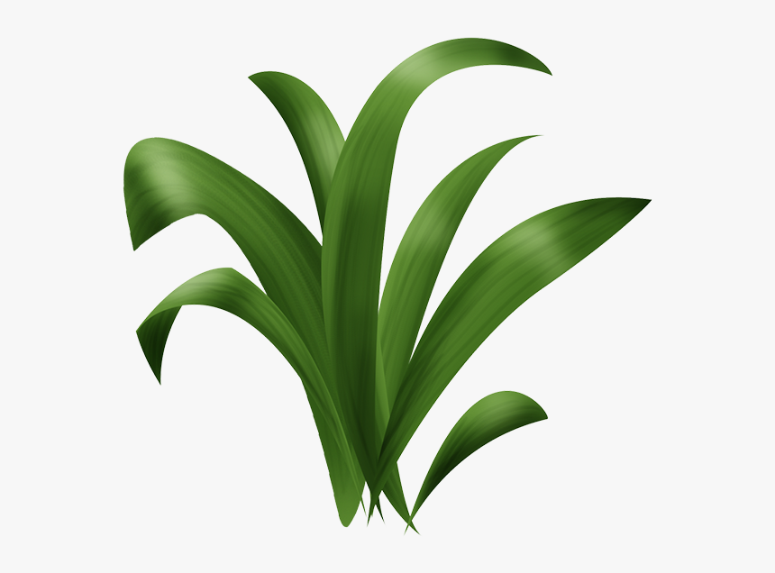 Herbes, HD Png Download, Free Download