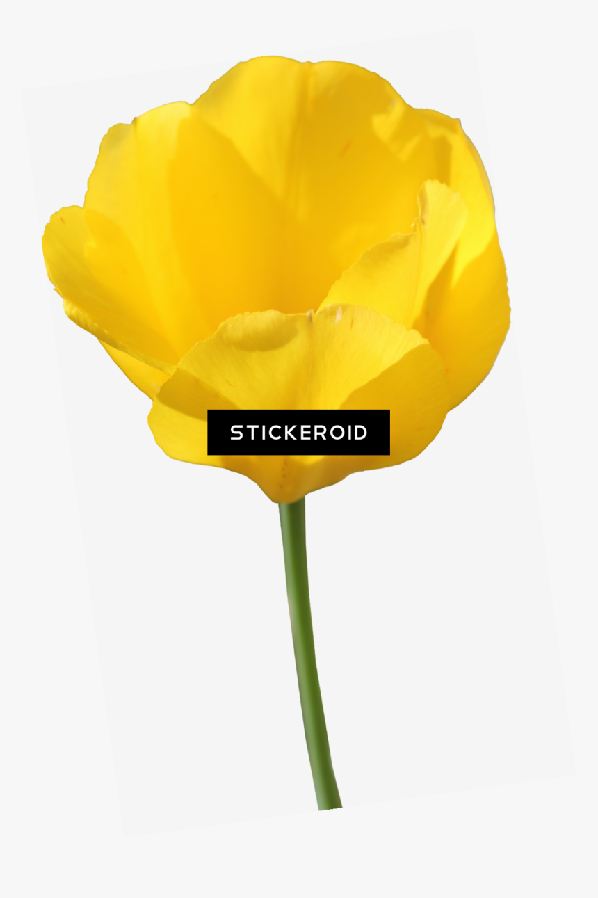 Yellow Tulip Flowers, HD Png Download, Free Download