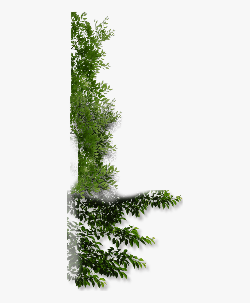 Vegetation Png, Transparent Png, Free Download