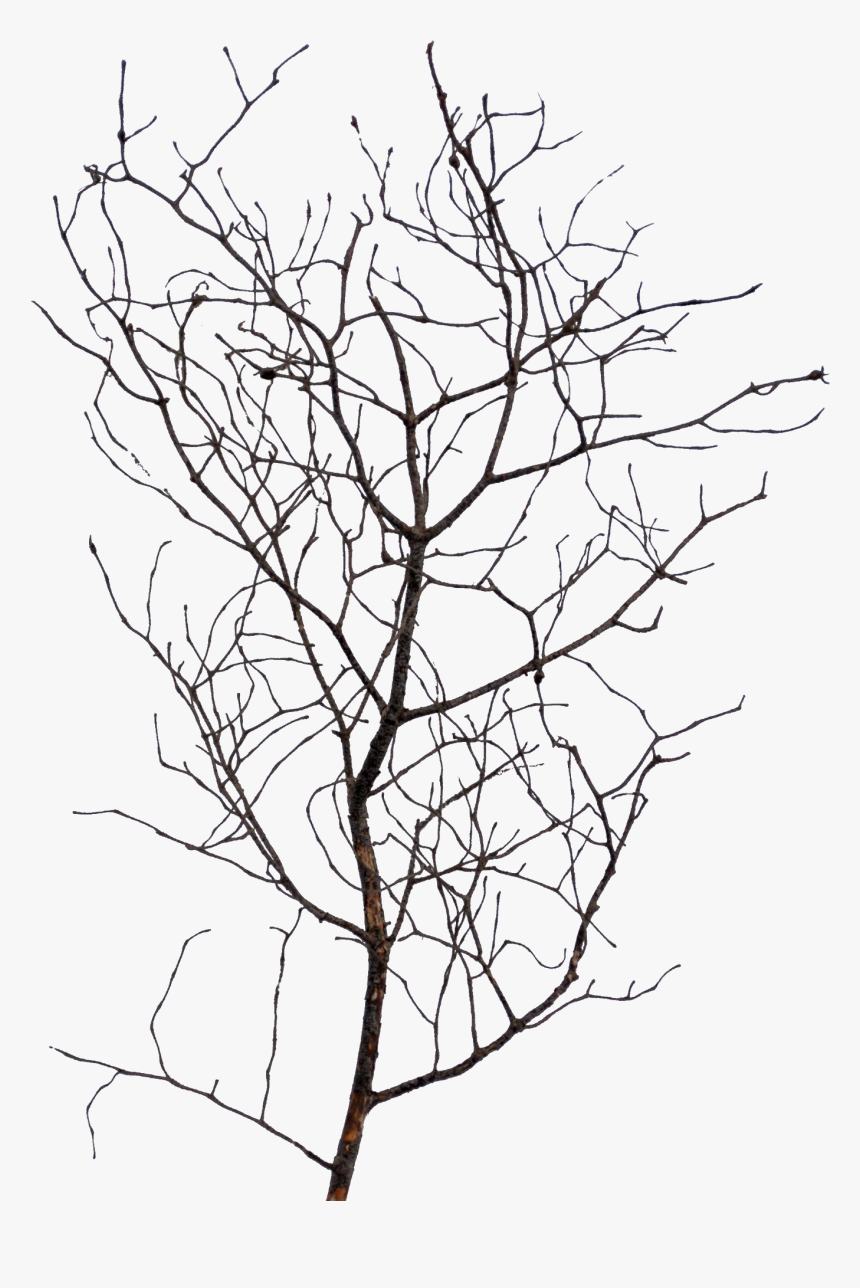 Vegetation Png, Transparent Png, Free Download