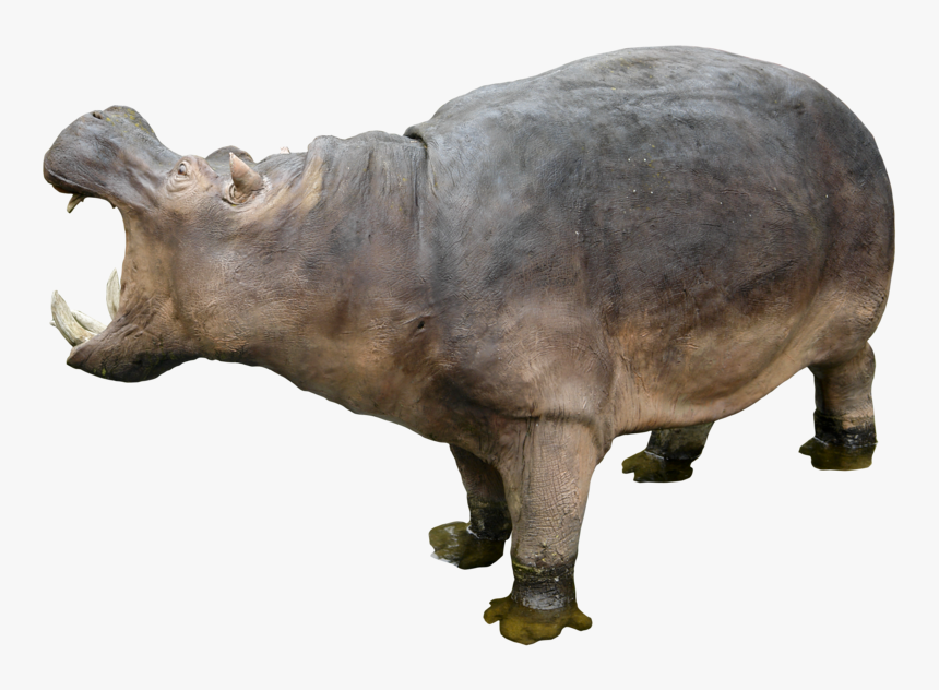 Hippo Png Free Download, Transparent Png, Free Download