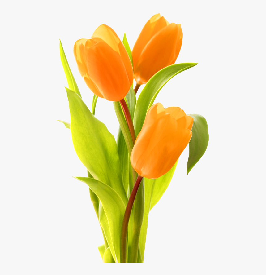 Keukenhof Indira Gandhi Memorial Tulip Garden Bouquet, HD Png Download, Free Download