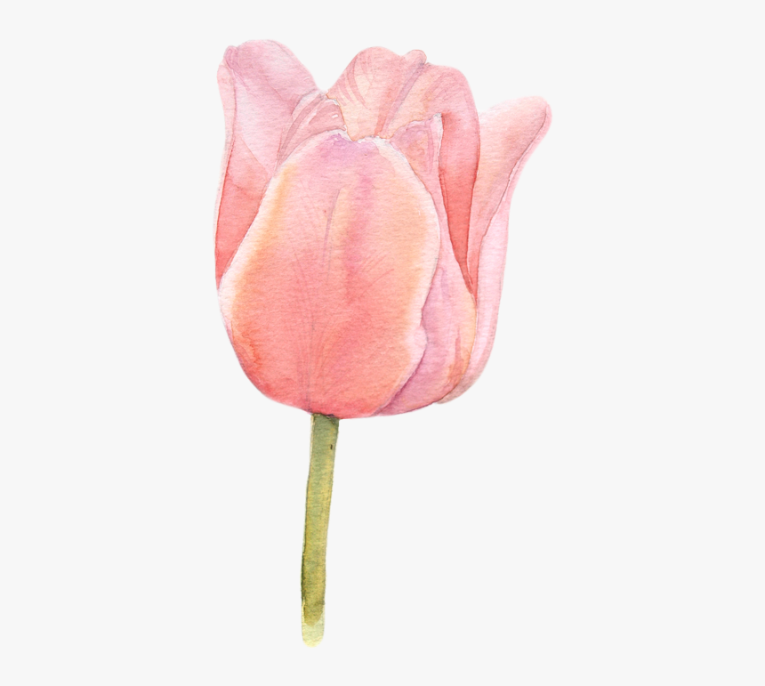 Watercolor Tulips Botanical Illustration, HD Png Download, Free Download