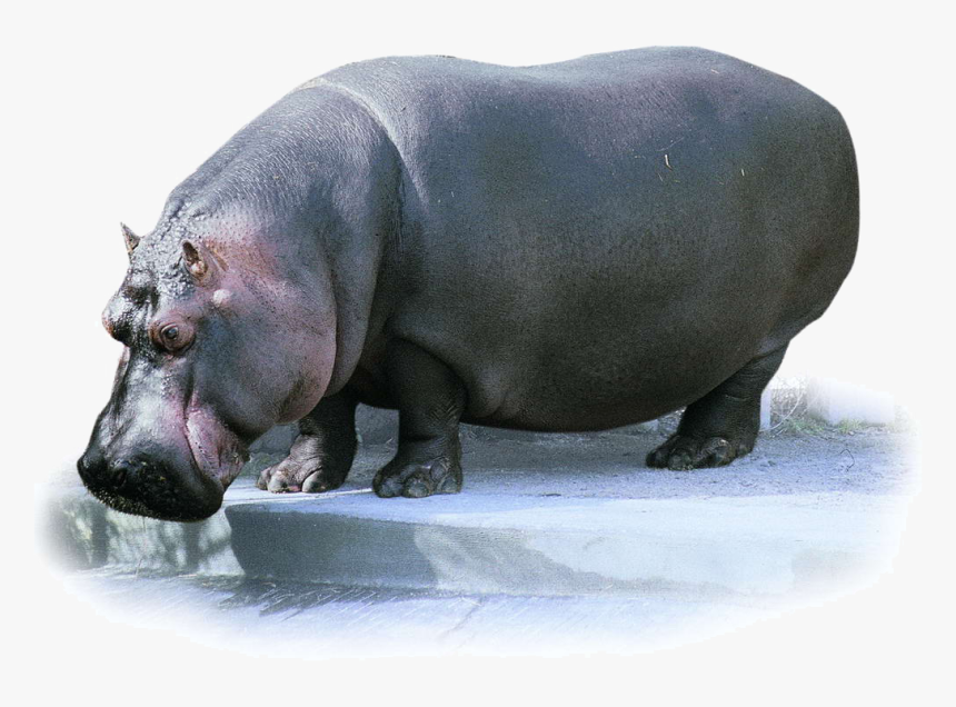 Hippo Transparent Images, HD Png Download, Free Download