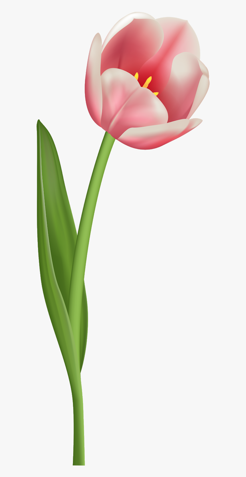 Tulip Png, Transparent Png, Free Download