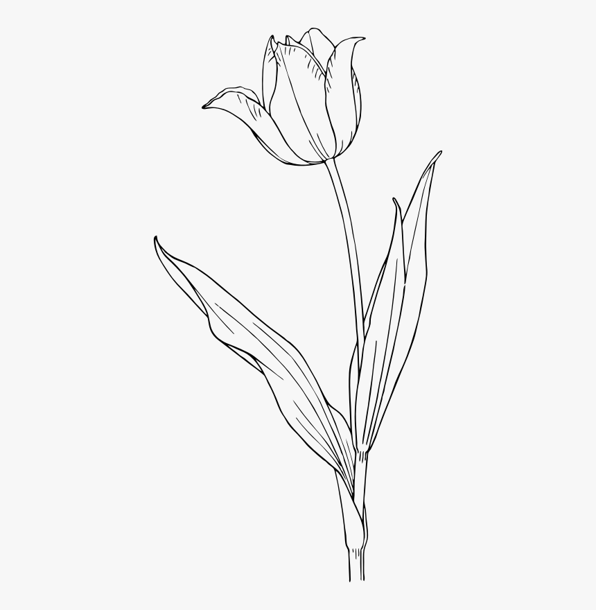 Tulip, HD Png Download, Free Download