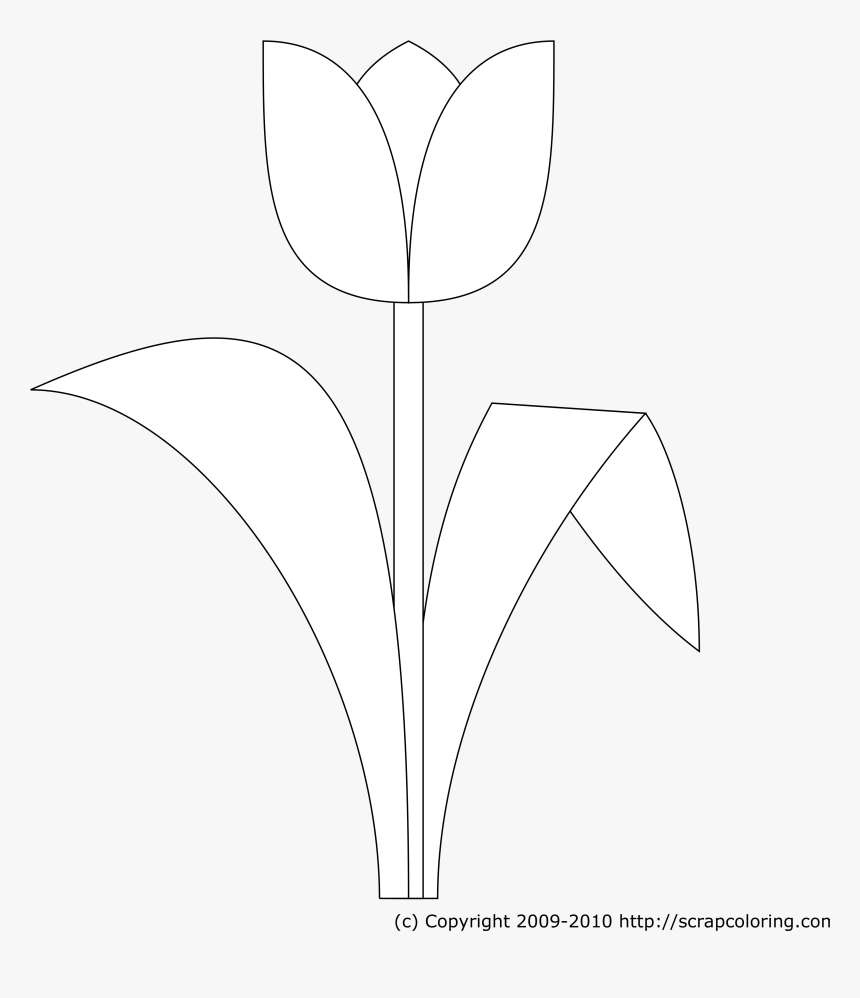 Tulip Png, Transparent Png, Free Download