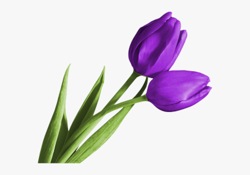 Tulip Png Free Download, Transparent Png, Free Download