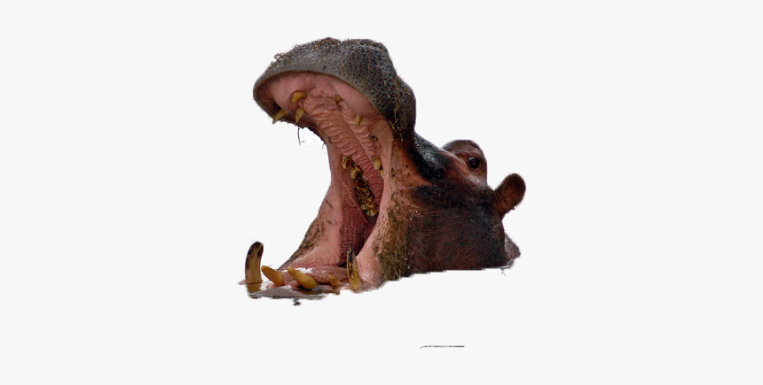 Hippo Png, Transparent Png, Free Download