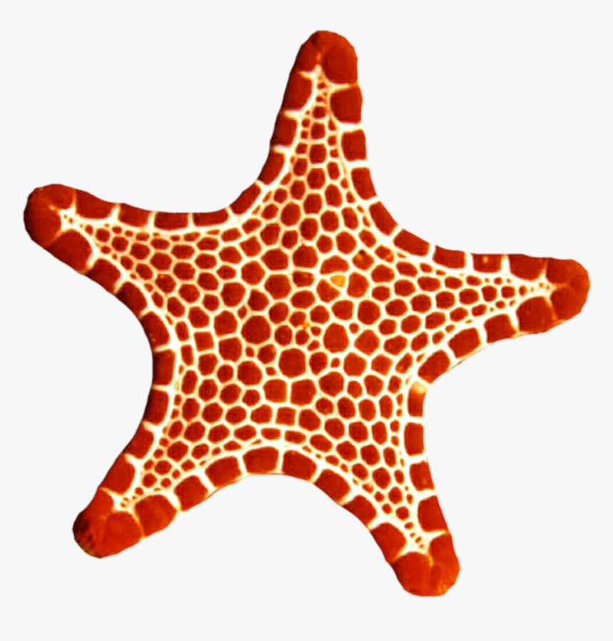 Sea Star Png Photo, Transparent Png, Free Download