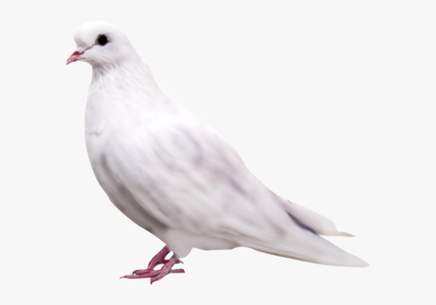 Pigeon Png Background, Transparent Png, Free Download