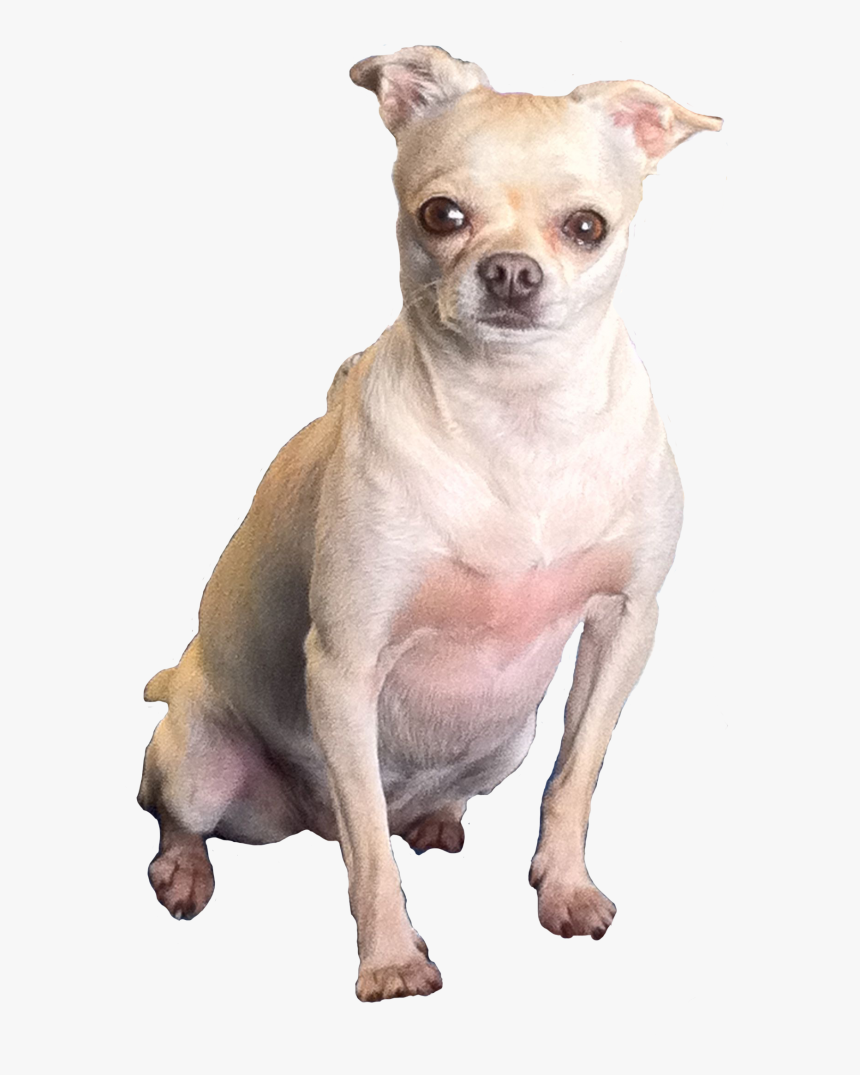 Fat Chihuahua Transparent , Png Download, Png Download, Free Download