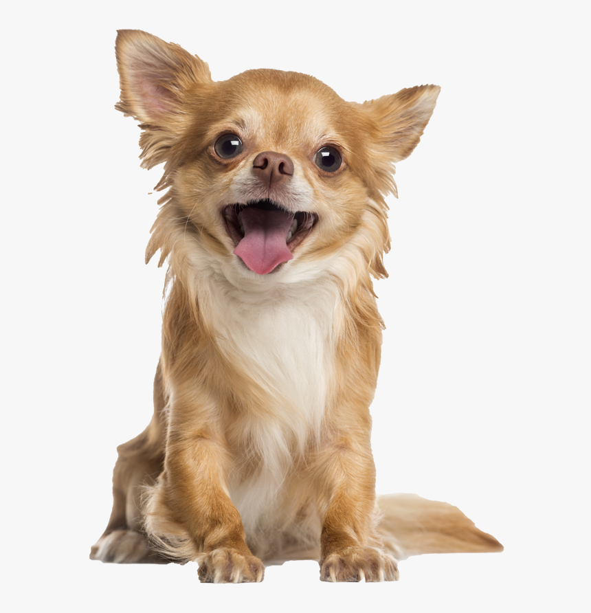 Chihuahua Png, Transparent Png, Free Download