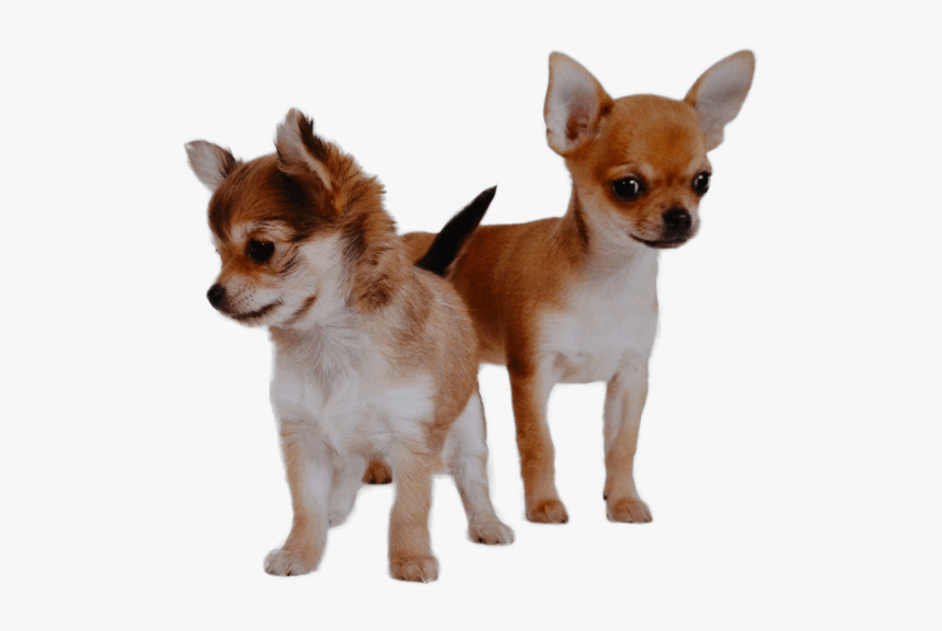 Different Types Of Chihuahua, HD Png Download, Free Download