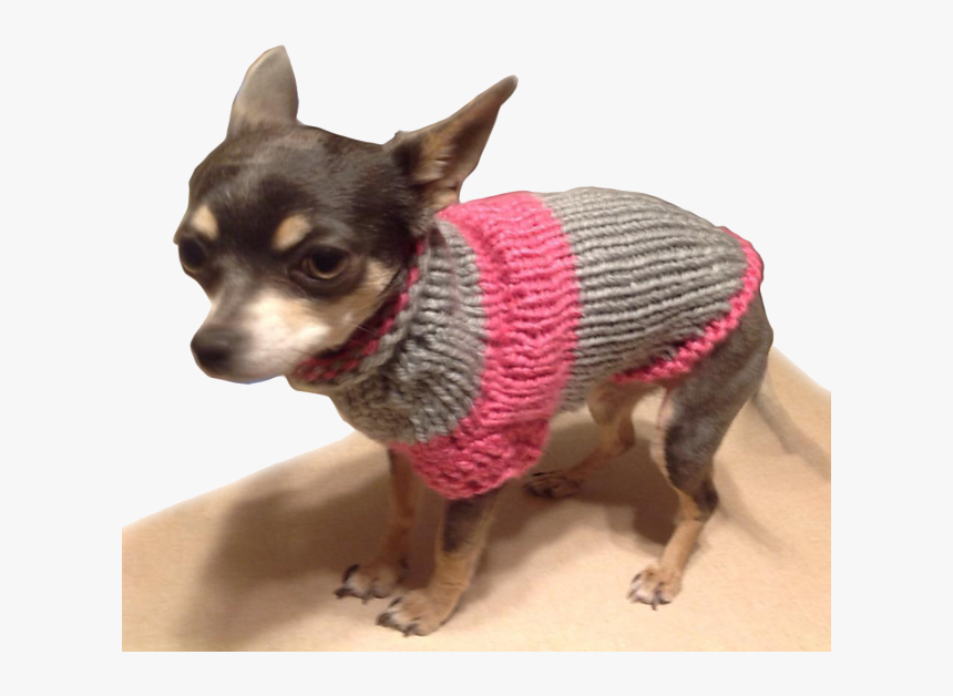 Chihuahua Png, Transparent Png, Free Download