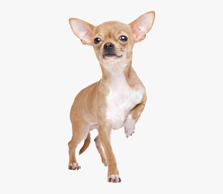 Chihuahua Stehend Von Vorne, HD Png Download, Free Download