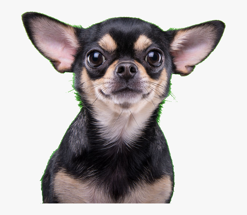 Transparent Dog Ears Png, Png Download, Free Download