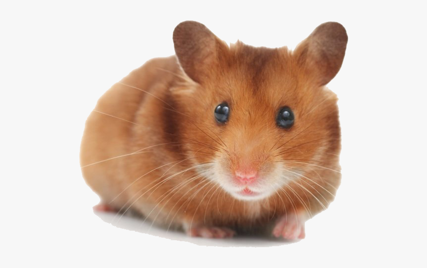 Hamster Png Picture, Transparent Png, Free Download