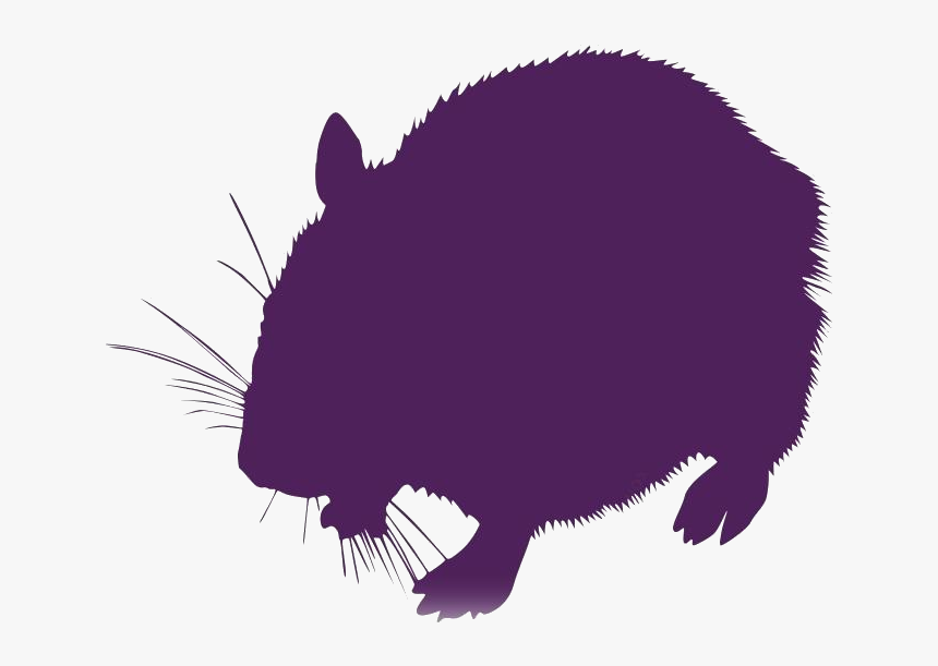 Colorful Hamster Png, Transparent Png, Free Download