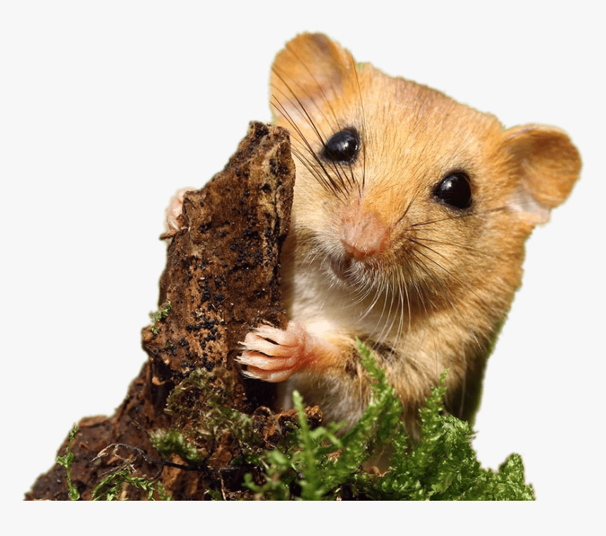 Dormouse, HD Png Download, Free Download