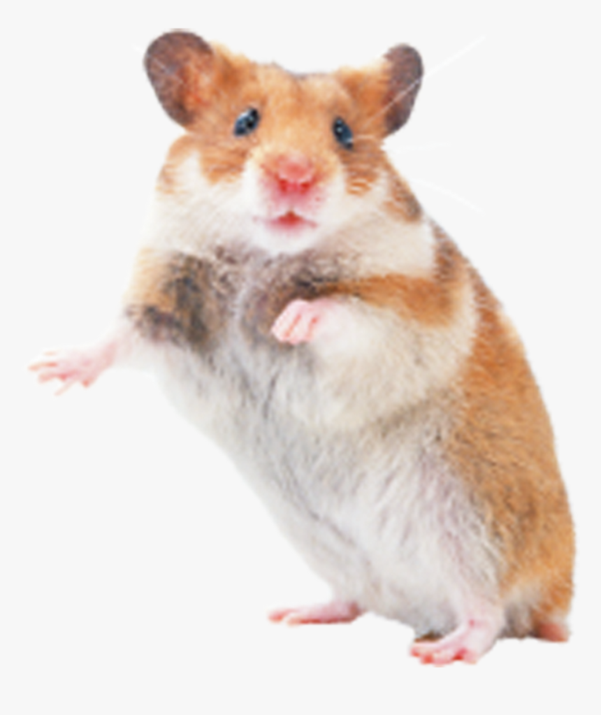 Hamster Rat Mouse Rodent Transprent Png Free, Transparent Png, Free Download