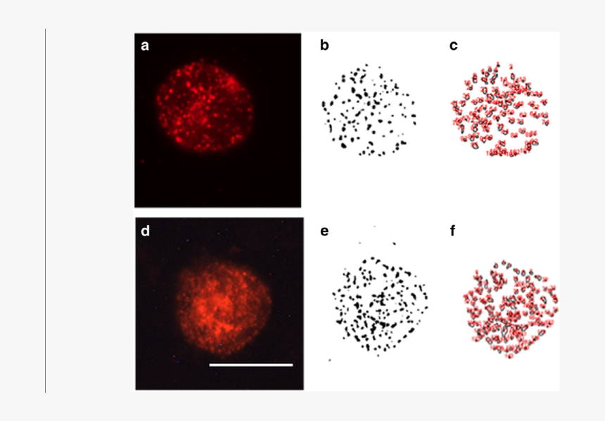 Example Of Analysis Of Sert Protein Clusters In One, HD Png Download, Free Download