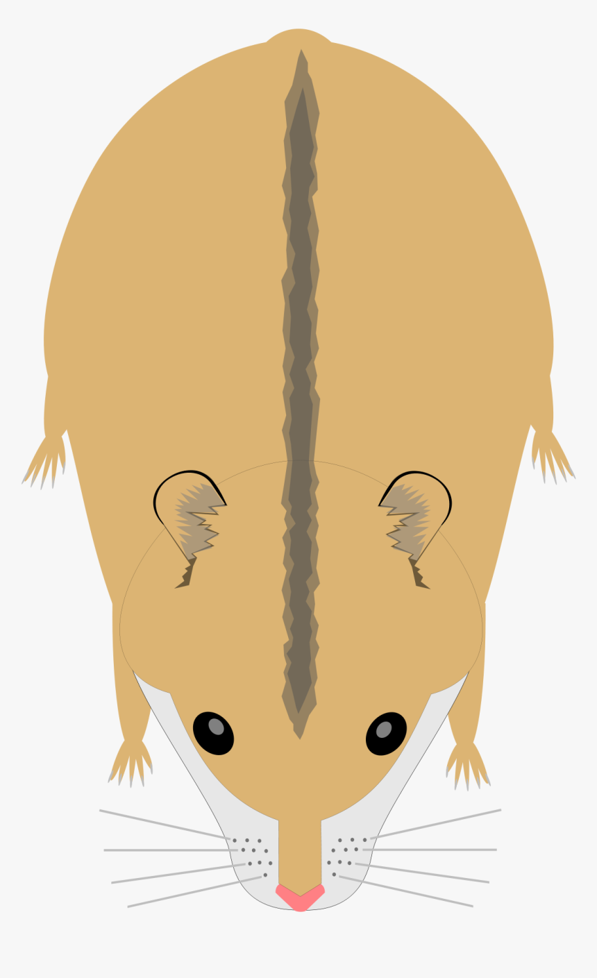 Hamster Png, Transparent Png, Free Download