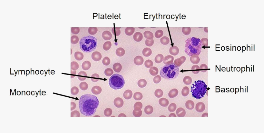 Blood Smear Png, Transparent Png, Free Download