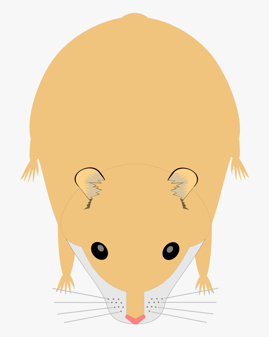 Hamster Png, Transparent Png, Free Download