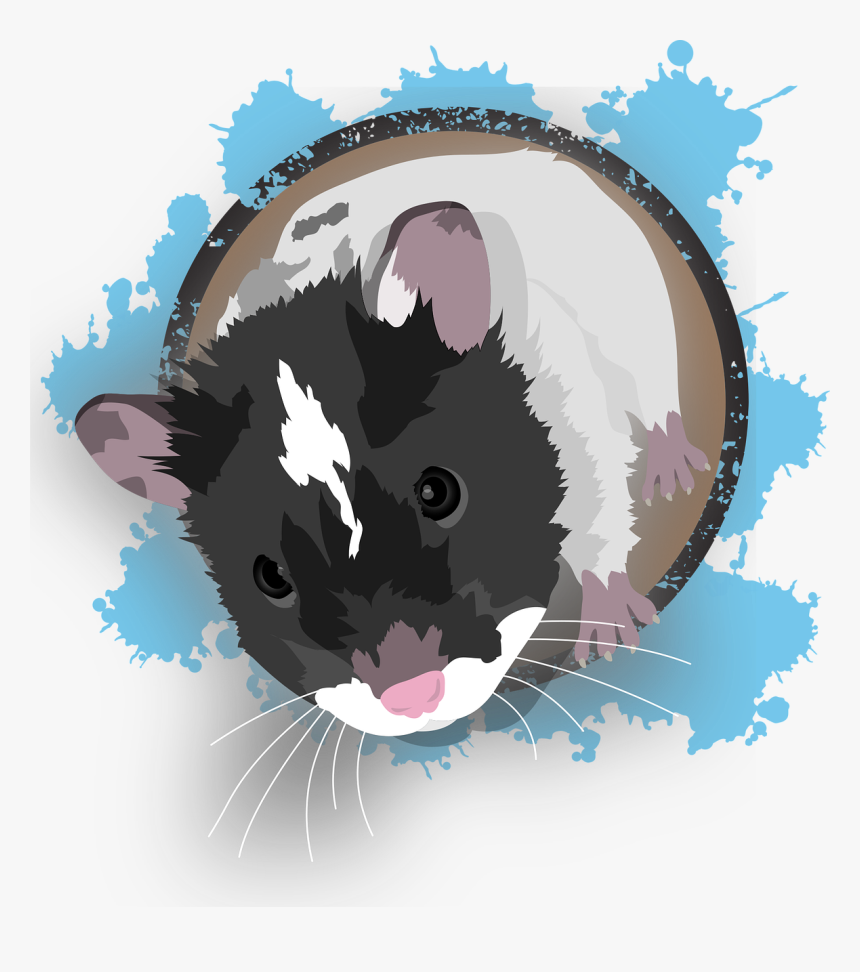 Hamster, Pet, Knuffig, Fly On The Wall, Cute, Mouse, HD Png Download, Free Download